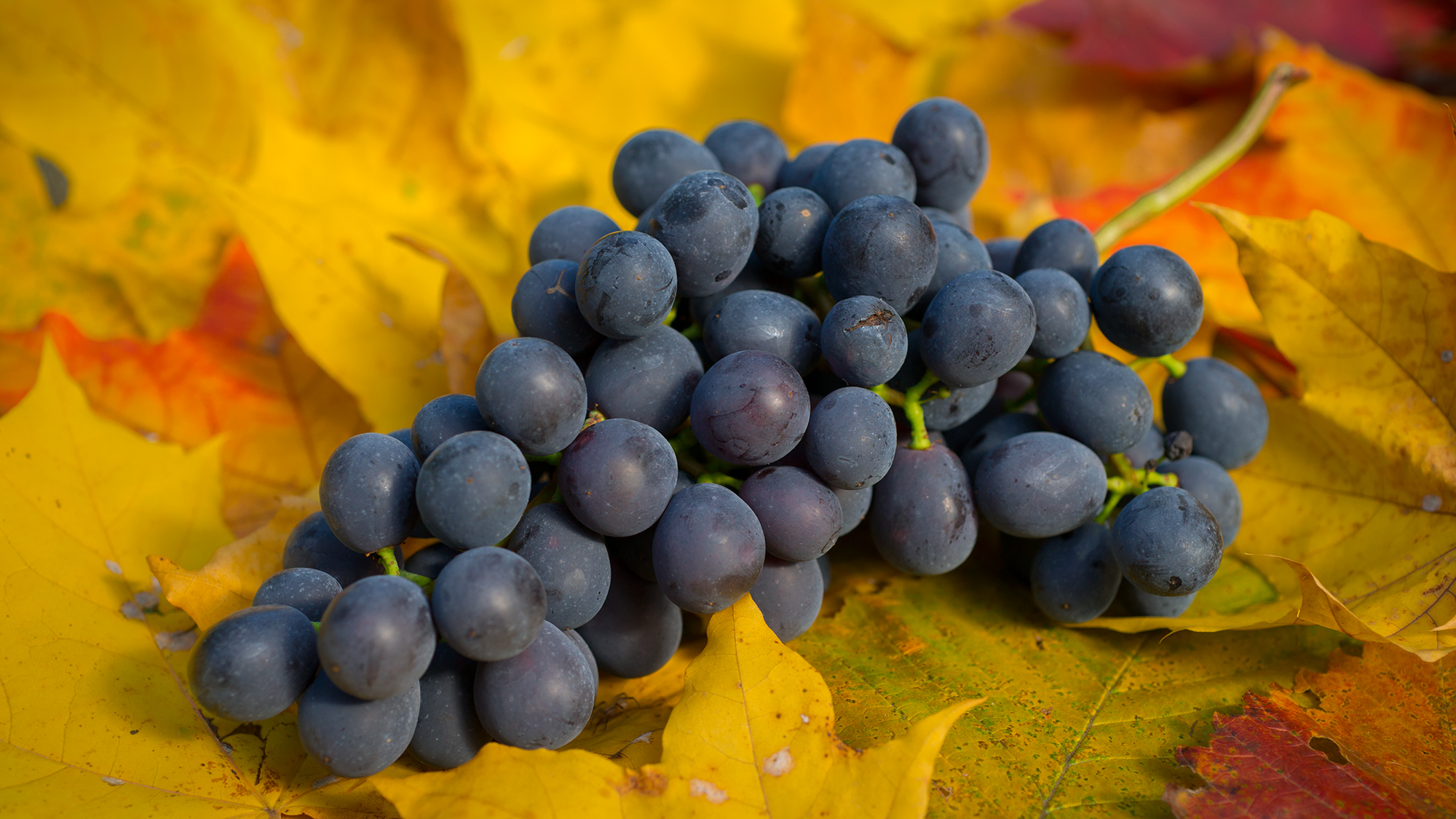 Donskoy Agate е ценен сорт грозде: родословие, характеристики и сравнение с други сортове