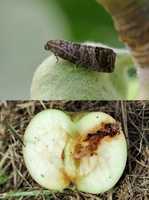 Пеперуда и гъсеница на ябълковия молец