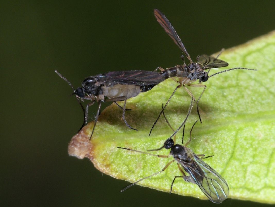 Как да се отървем от мушиците, живеещи в саксии за цветя?