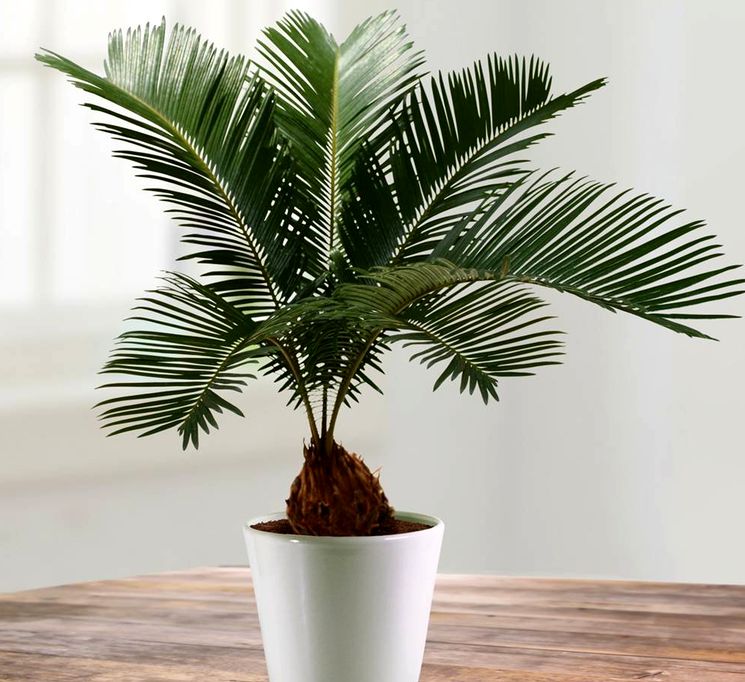 Tsikas: подробно описание на грижите за капризната палма у дома