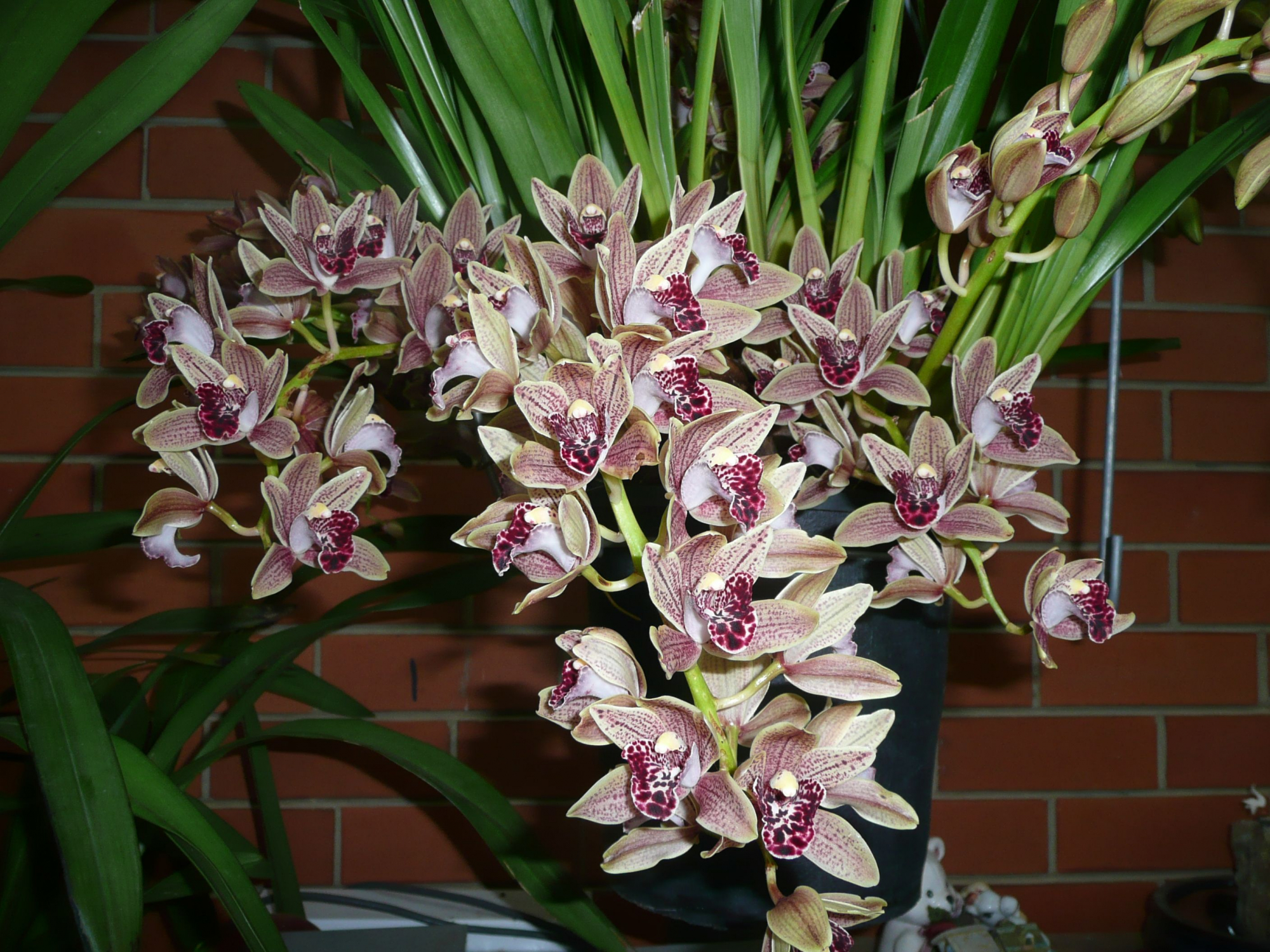 Cymbidium: не по-малко ефективен от обичайните орхидеи