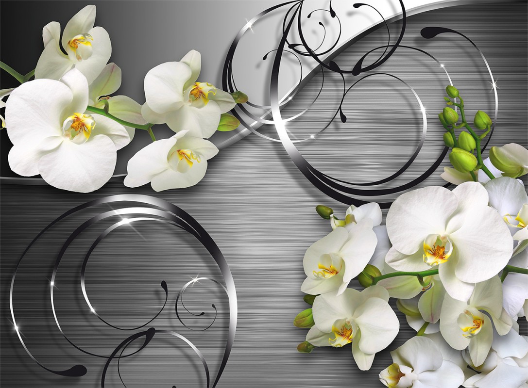 Бяла орхидея: снимка и описание