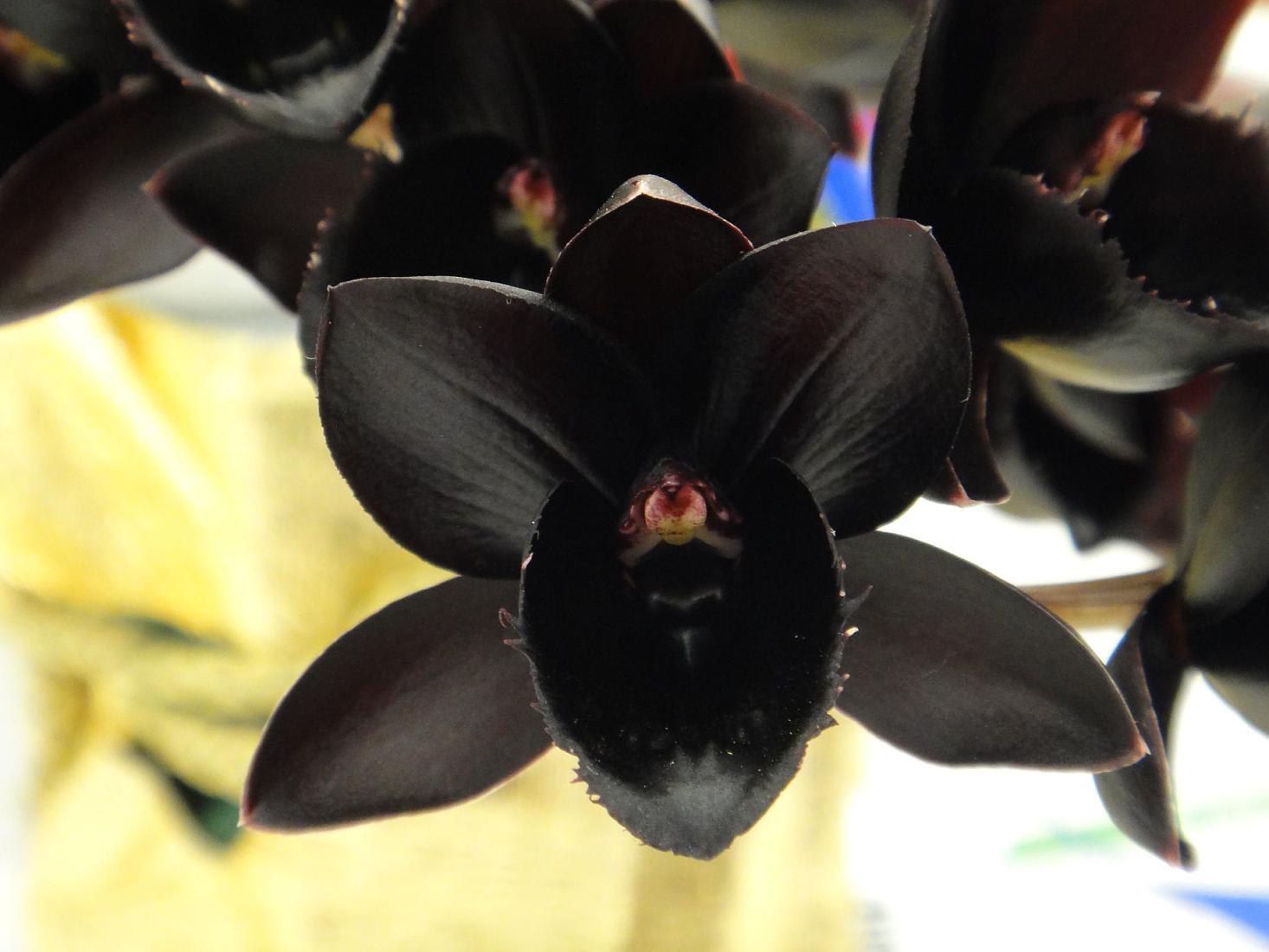 Фаленопсис - черно цвете на орхидея, както изглежда на снимката