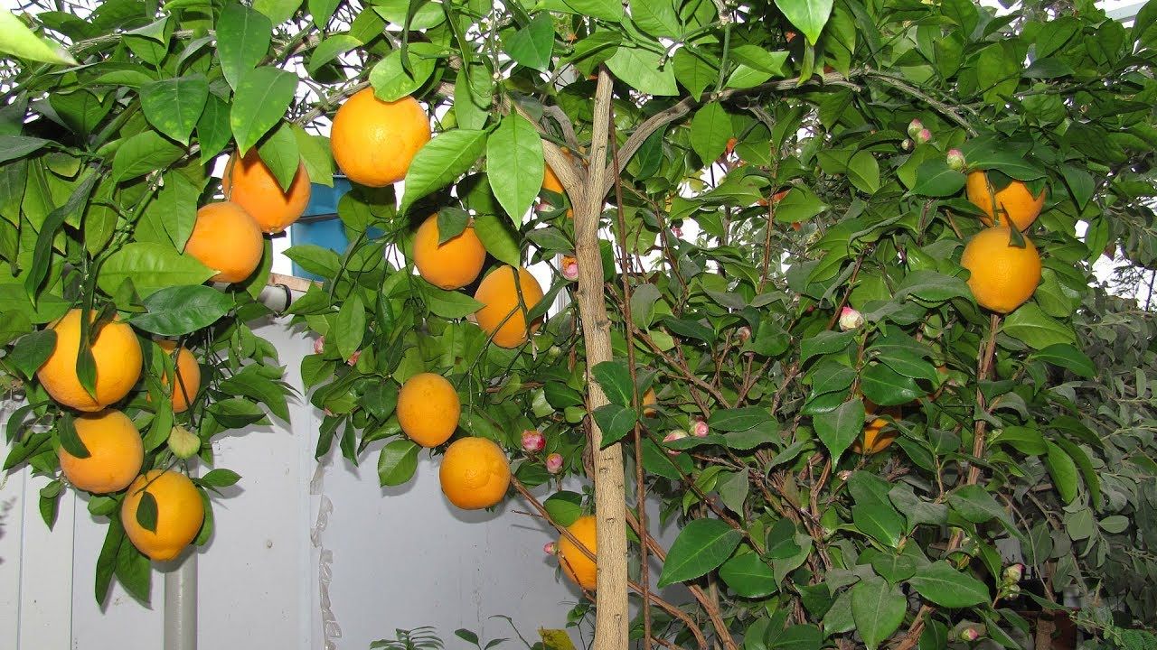 Ние отглеждаме портокали у дома и на открито