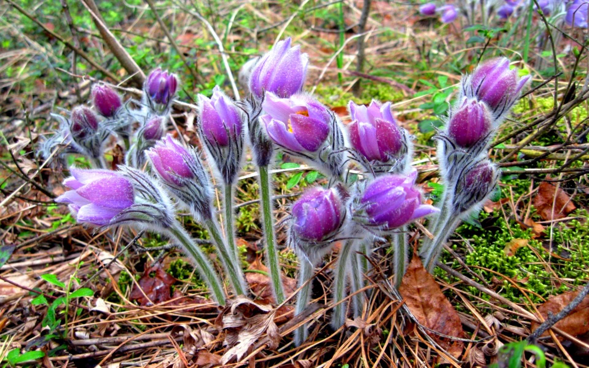 Първи пролетни цветя: снимки, имена и описания на игликите