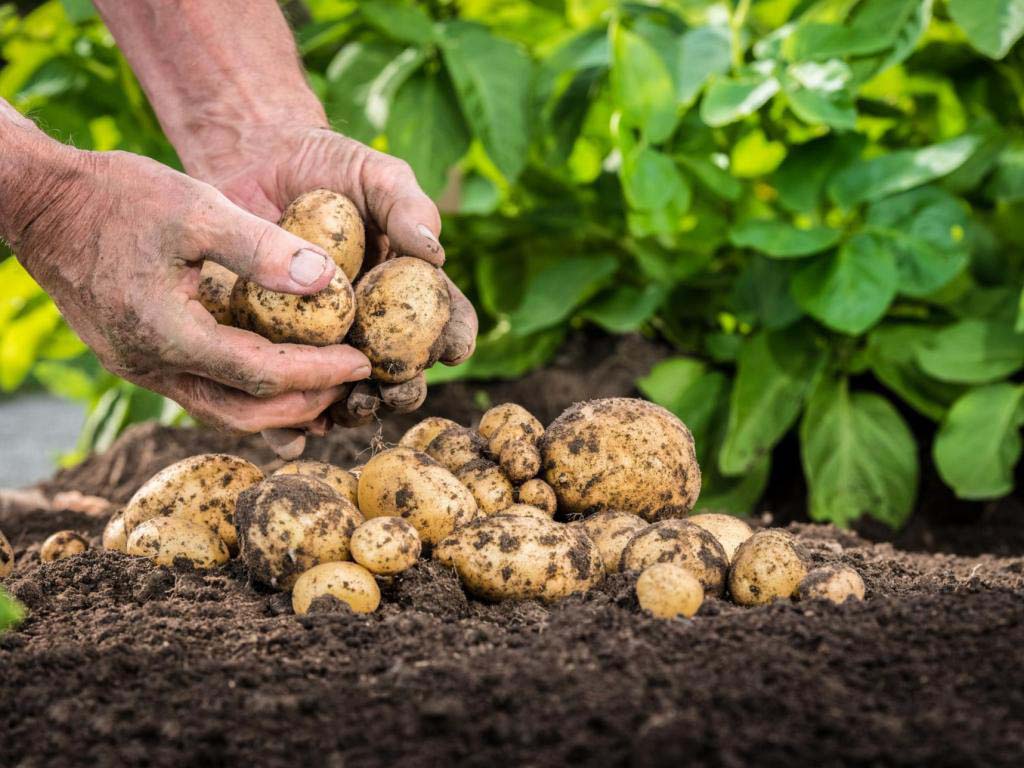 تقنيات زراعة البطاطس الهولندية: الأساسيات والقواعد والمزايا