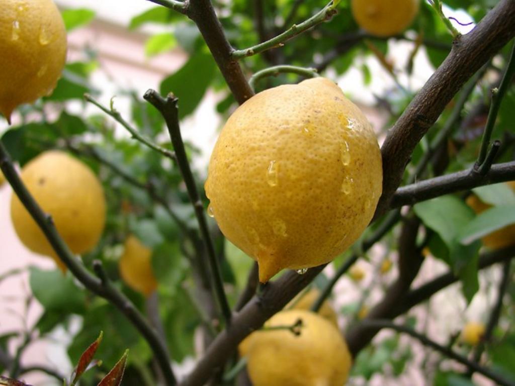 Възможно ли е да се отглежда лимон от семена у дома