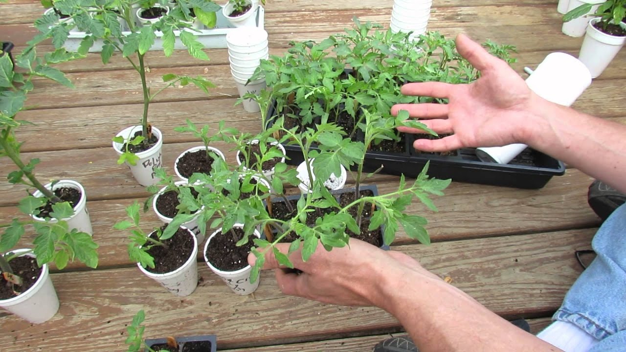 Бране на разсад от домати: как да извършите правилно процедурата