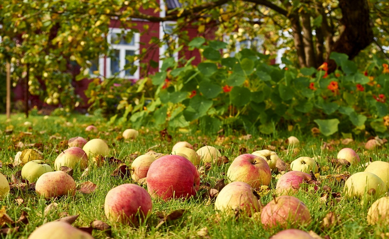 Торове за ябълкови дървета, техните видове, значение и правила за хранене