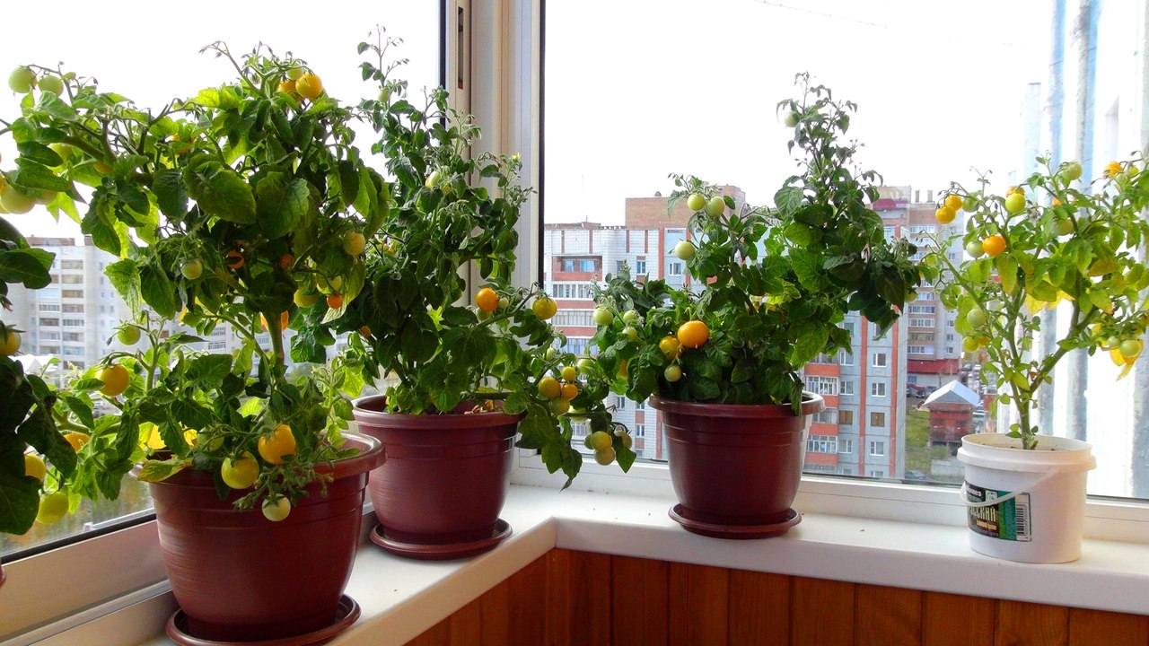 Как да отглеждаме домати на балкона - избор на сортове, сеитба и грижи