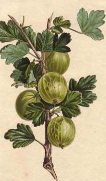 Размножаване на цариградско грозде чрез комбинирани резници