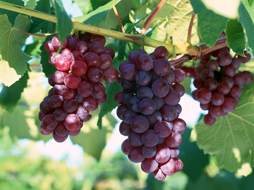 Отглеждане на грозде: съвети за начинаещи и схеми за засаждане