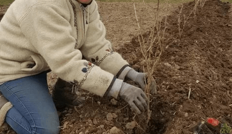 Засаждане на разсад от цариградско грозде