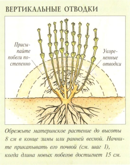 Схема за размножаване на цариградско грозде с вертикални слоеве