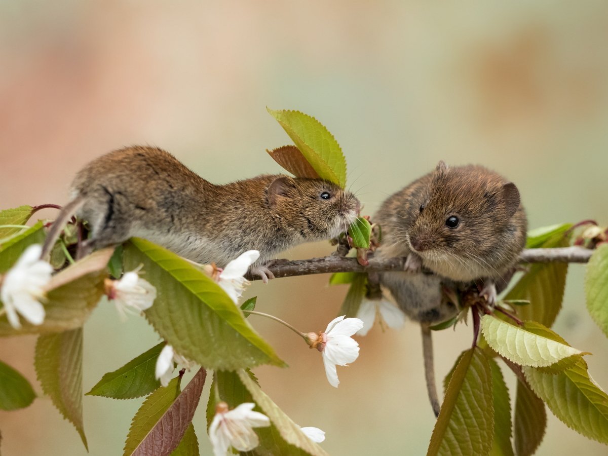 كيفية حماية شجرة التفاح من الفئران وكيفية استعادتها في حالة التلف الشديد