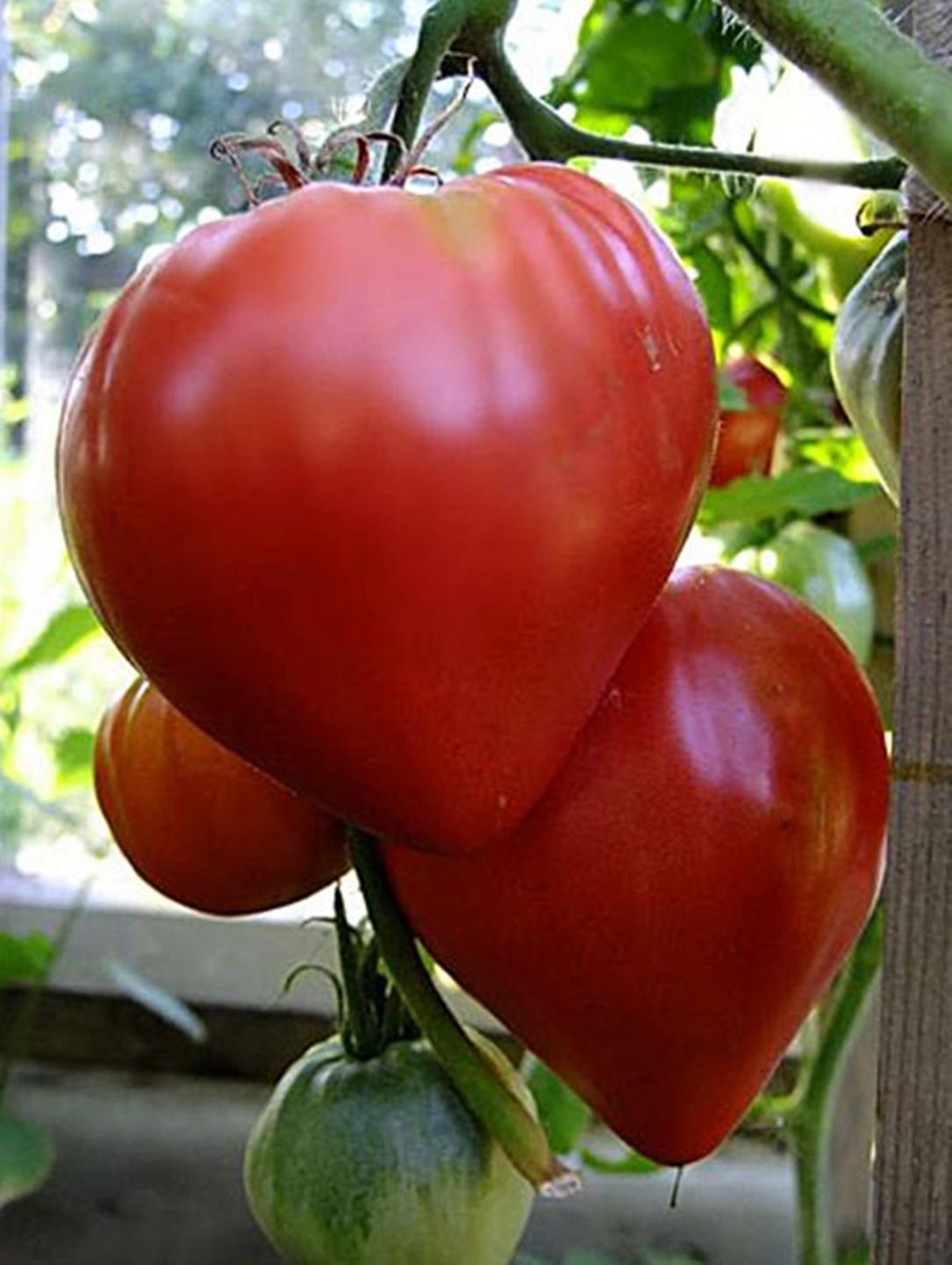 boğa kalbi domates sağlığı)