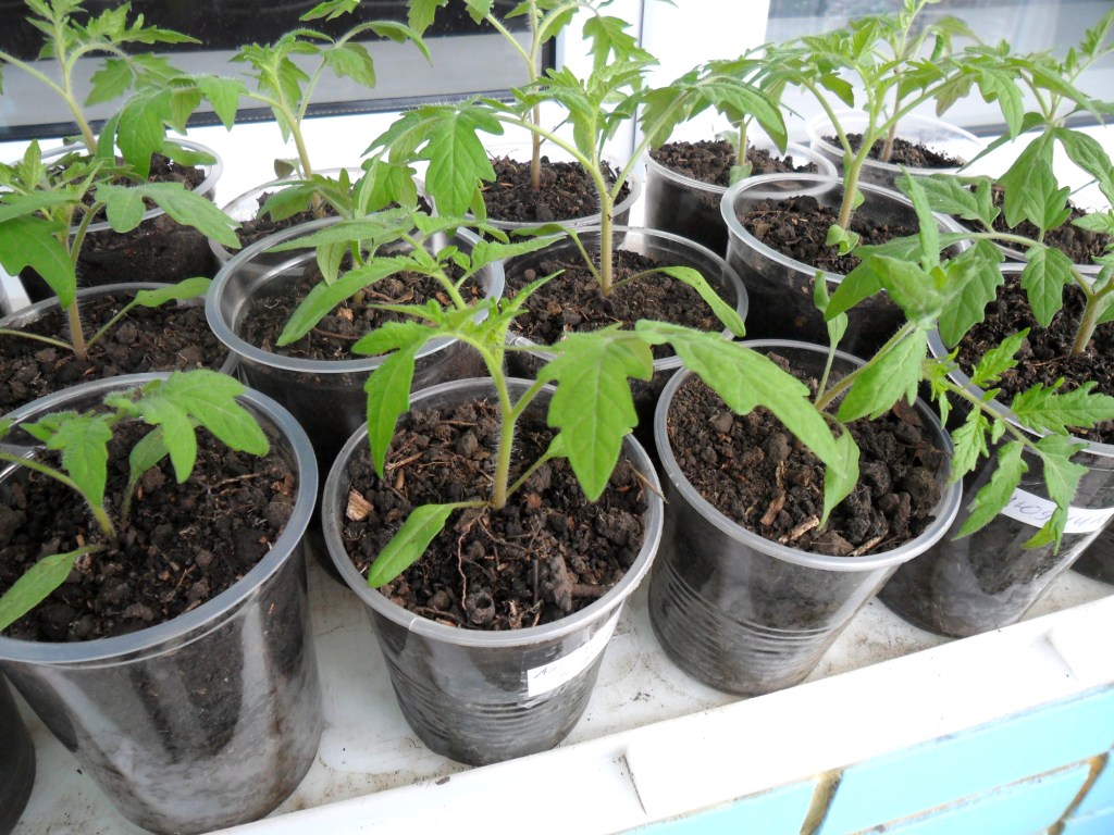 كيفية تحضير بذور الطماطم لزرع الشتلات