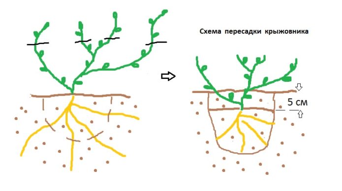 Схема за трансплантация на храст от цариградско грозде