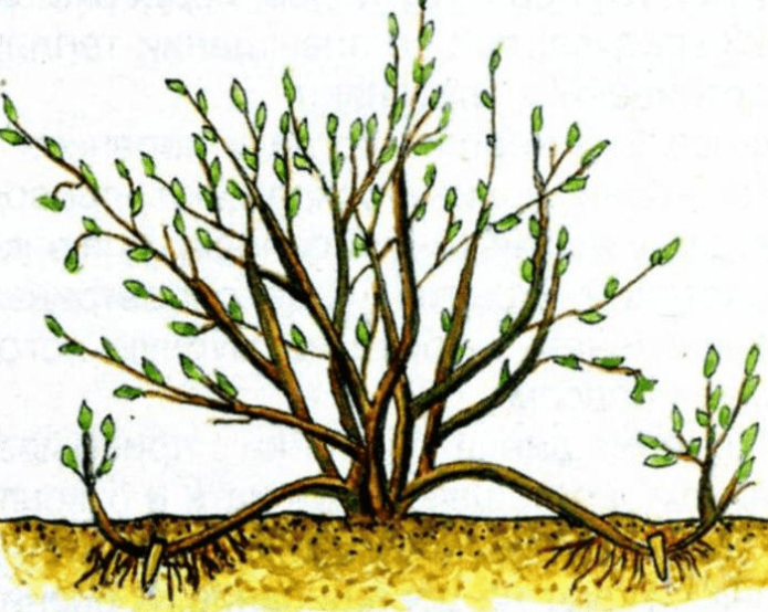 Схема за размножаване на дъгообразни процеси на цариградско грозде