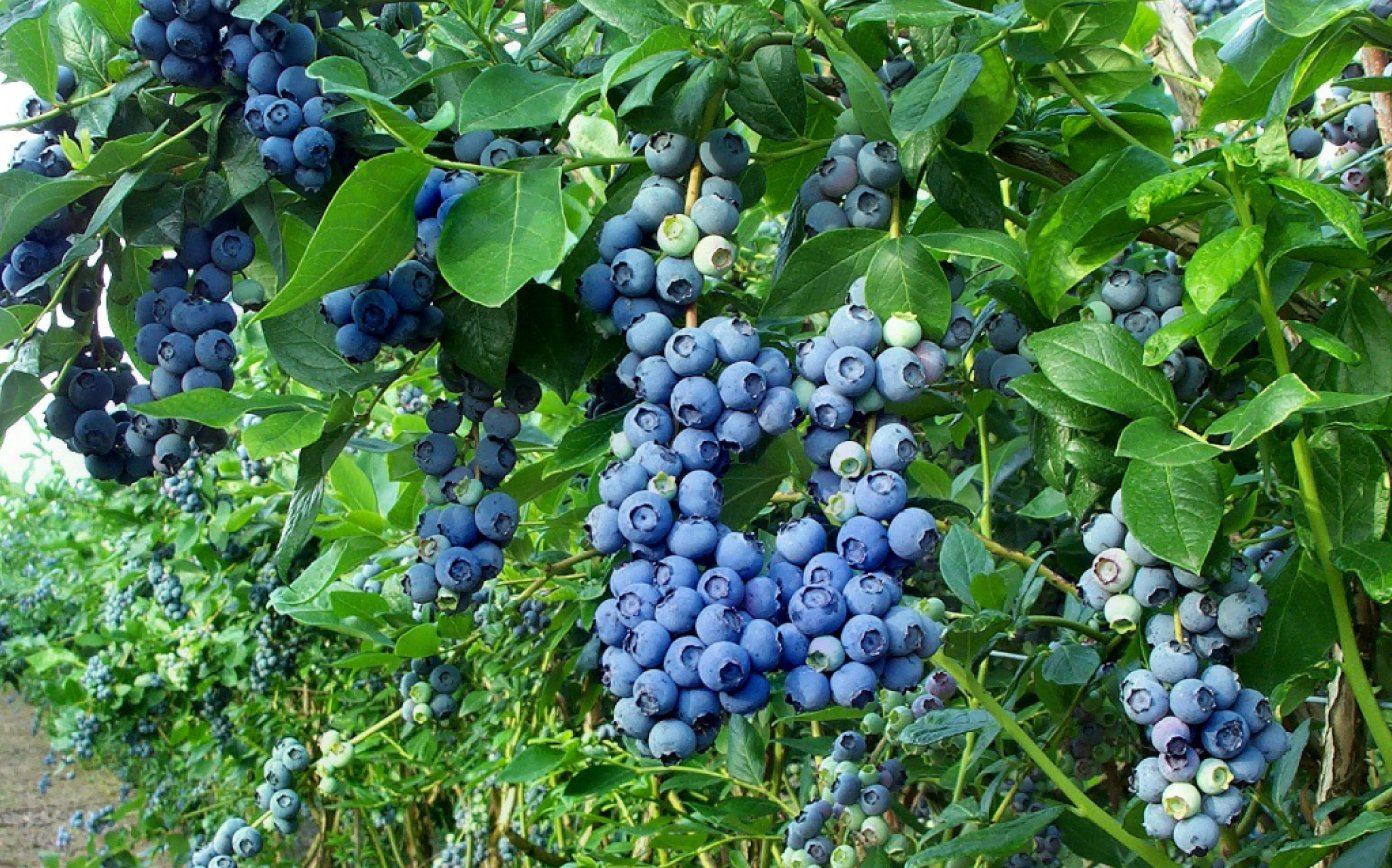 كيف وماذا تسميد العنب البري ، وكيفية تحمض التربة بشكل صحيح