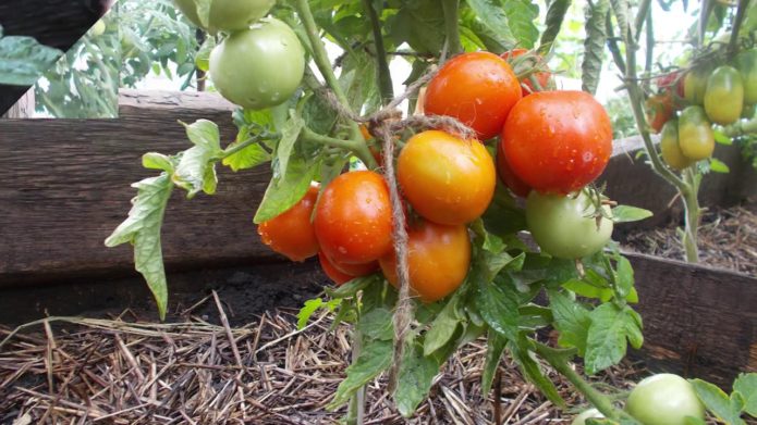 Сорт домати Amur shtamb