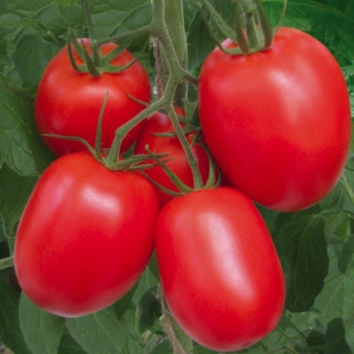 Сорт домати Буян