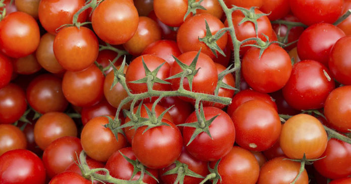 Сорт домати Червена шапчица