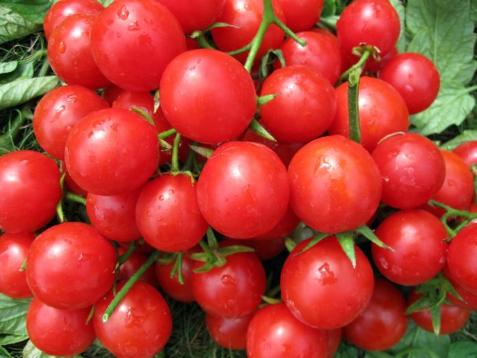 Сорт домати Windrose