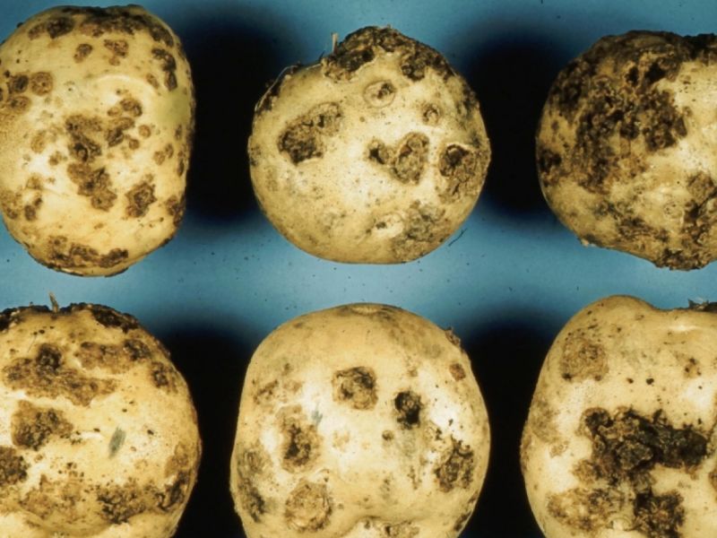 Картофена струпясване - видове и методи за контрол