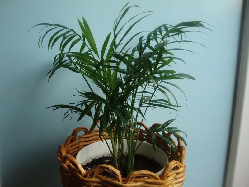 Хамедорея елегантност - засаждане и грижа за елегантна палма у дома