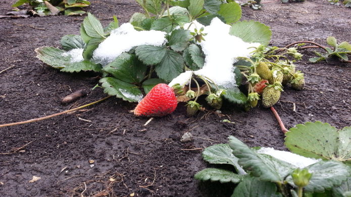 Поправяне на ягоди под снега