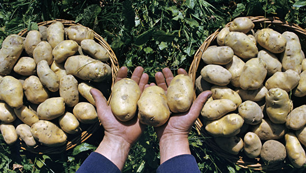 Картофи в ръце