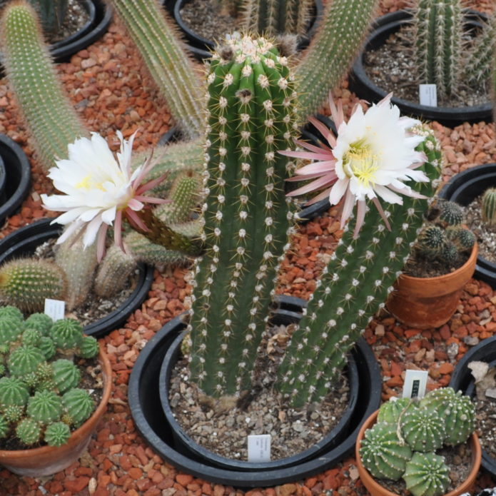 Echinopsis Candycans
