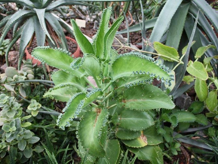 Bryophyllum Degremona