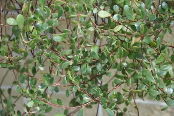 Bryophyllum Mangina