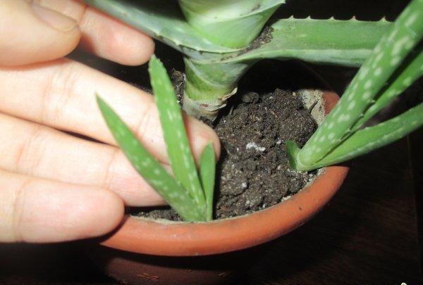 Размножаване на агаве от деца