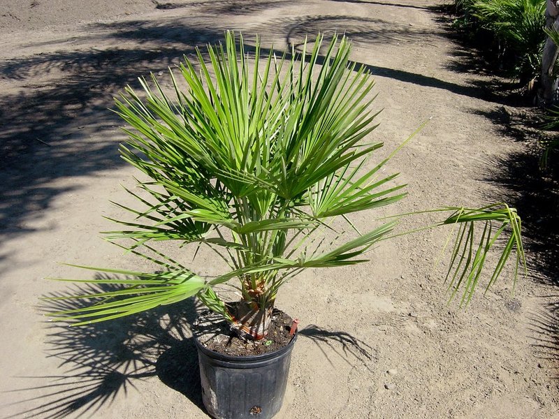 Палмови хамеропи: отглеждане и грижи