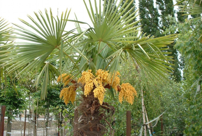 Цъфтяща хамеропска палма