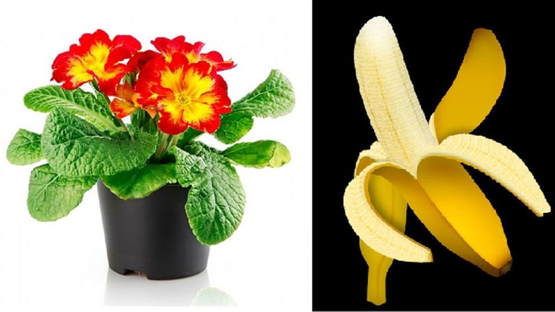 Бананова кора като тор в домашното градинарство: кога ще бъде ефективна?
