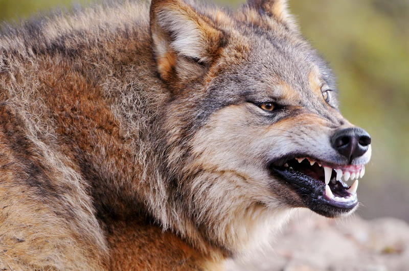 Внимавайте, вълци: жителите на село Башкир се страхуват от нападението на диви животни