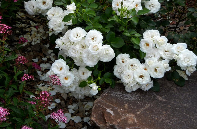 Килим от красиви почвопокривни рози: 45 идеи за използване в озеленяването