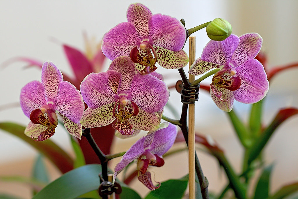 Vidinių orchidėjų veislių tipai su pavadinimais