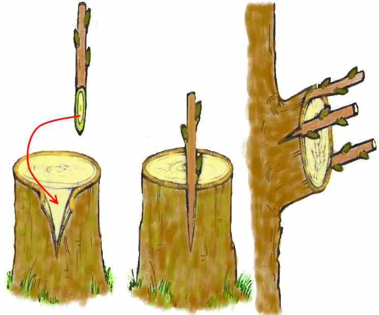 Методът за присаждане на дърво за кората