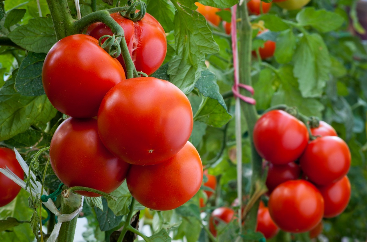 Pomidorai: nuo sėjos iki daigų iki sodinimo sode