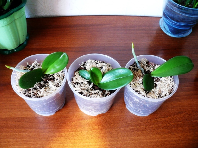 Как се размножават орхидеите у дома?