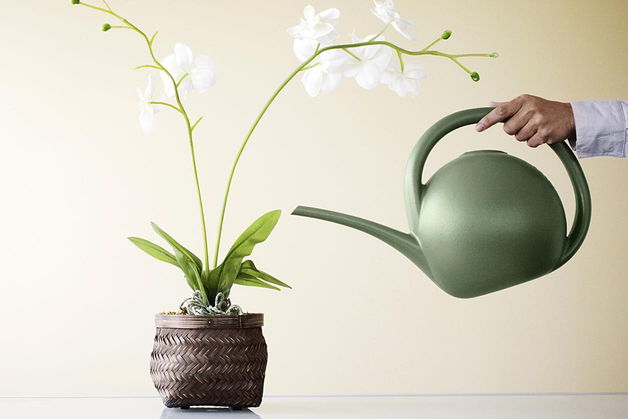 Как да поливаме орхидеята фаленопсис у дома