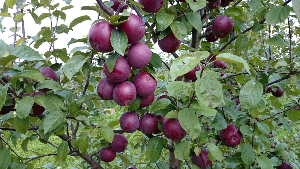 Ябълково дърво: как да отгледаме здраво дърво, което да радва с реколтата