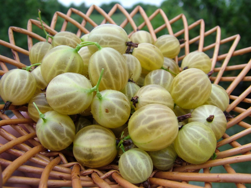 Цариградско грозде: методи за разплод и тяхната ефективност
